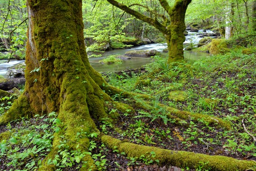 mossy woodlands